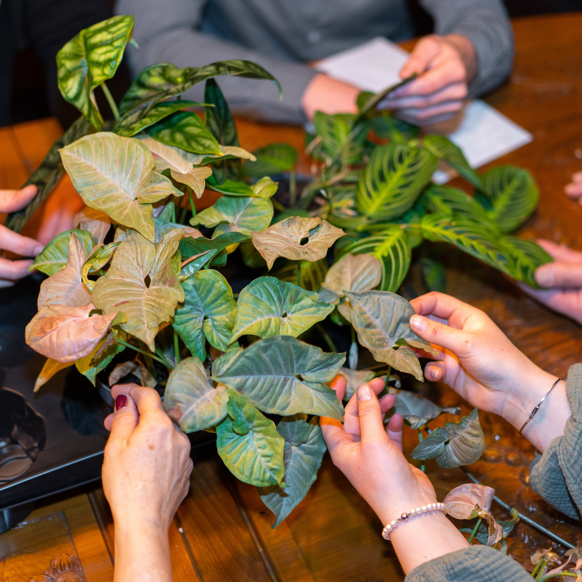 Product nieuw of bekend - Planthunters - LinkedIn